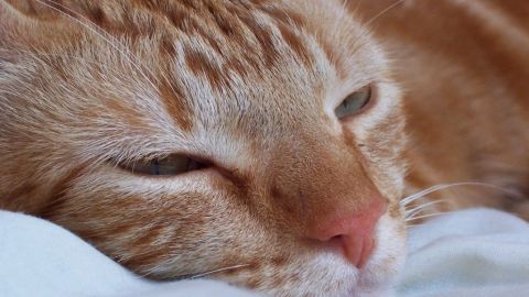 Nos equivocamos al creer que los gatos se civilizan como nosotros. Para ellos sigue siendo un mundo salvaje donde la territorialidad y los instintos rigen su conducta.