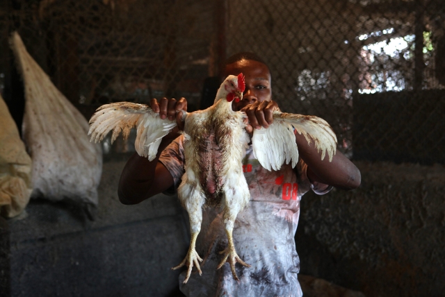 Un trabajador haitiano muestra un pollo en una feria ganadera en Santo Domingo.