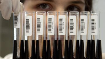 Una investigadora  realiza pruebas de ADN en un laboratorio de Fráncfort, Alemania.