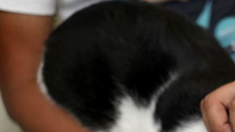 Morris uno de los más populares tiene una página de internet, una cuenta de Twitter y una página de Facebook con más de 115,000 seguidores.