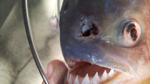 La carne de piraña es un plato del día a día para los habitantes de la zona del pantanal brasileño.
