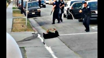 Imagen tomada del video que muestra el fatal incidente con el perro Max.