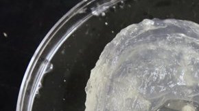 La oreja biónica fue cread ay luego cultivada con celulas vivas durante 10 semanas.