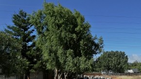 Las cabras en el Aeropuerto Internacional de San Francisco se dedican a devorar la maleza  y así despejan el área. Esta es la vista que tienen los pasajeros cuando los aviones despegan.