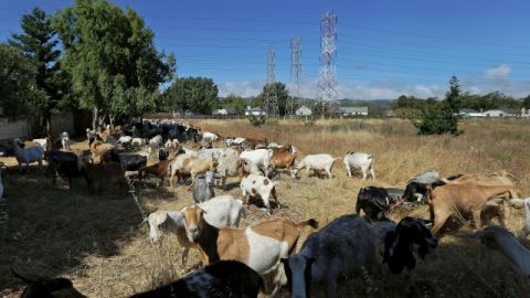 Las cabras en el Aeropuerto Internacional de San Francisco se dedican a devorar la maleza y así despejan el área. Esta es la vista que tienen los pasajeros cuando los aviones despegan.