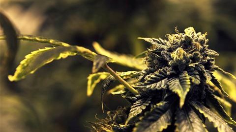 El ingrediente secreto del brownie que comió la mujer accidentalmente: marihuana