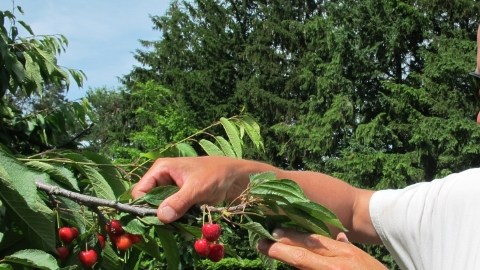 Patrick McGuire  examina las cerezas que crecen en su huerta en Atwood, al norte de Michigan, y que no  ha podido cosechar por falta de trabajadores.