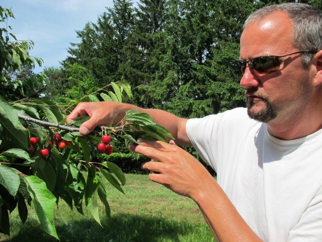 Patrick McGuire  examina las cerezas que crecen en su huerta en Atwood, al norte de Michigan, y que no  ha podido cosechar por falta de trabajadores.