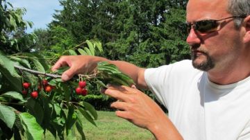 Patrick McGuire  examina las cerezas que crecen en su huerta en Atwood, al norte de Michigan, y que no  ha podido cosechar por falta de trabajadores.