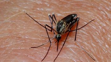 Las picaduras de mosquitos, pulgas y ácaros suelen producir picazón.
