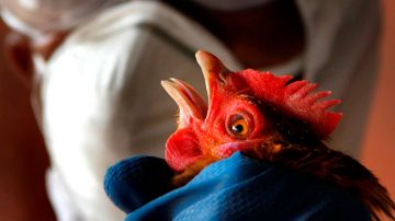 Hasta el momento no había pruebas de que una persona pudiera contagiarse de gripe aviar de otro enfermo, pues los casos localizados hasta ahora correspondían al contacto con aves.