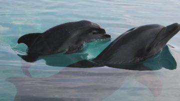 Los delfines tienen la mayor capacidad para almacenar recuerdos después de los humanos.
