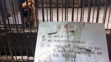 Los visitantes vieron que este perro tibetano era identificado como un león africano. La gran sorpresa fue cuando ladró.