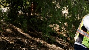 La primera fase de la limpieza consiste en recolectar muestras del suelo contaminado, tarea que realiza este trabajador en Simi Valley.