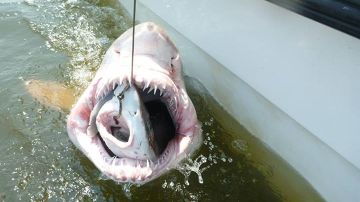 Imagen que muestra al tiburón pequeño dentro de la boca del mayor.