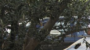 Sigue fluyendo a cuentagotas la información sobre un posible ataque con armas quimicas en Siria.