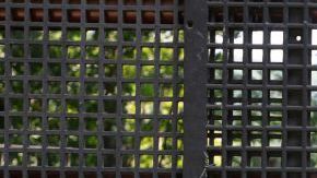 La finca tiene 800 cabras.