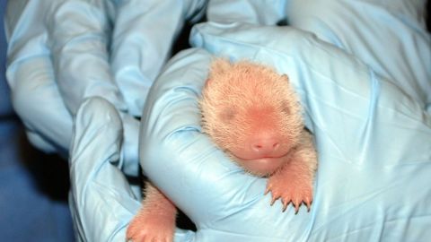 Uno de los cuidadores de la panda en el zoológico realiza la primera inspección de la cría nacida el viernes.