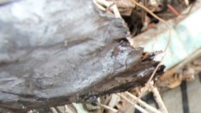 Personal de Protección Civil rescata víctimas  del descarrilamiento del tren de carga conocido como 'La Bestia'.