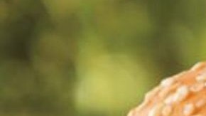 Esta es la hamburguesa que a partir del 1 de septiembre Burger King ofrecerá por $1.