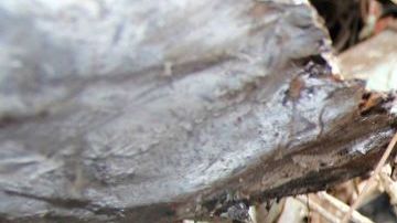 Grave accidente, pero nadie hace nada, ni en Centroamérica, ni en México, ni mucho menos en EE.UU.