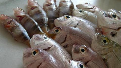 La cantidad diaria de proteínas recomendada, depende de la edad, el sexo, la salud y la actividad física de cada persona.