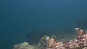 Los científicos indicaron que al  tiburón “caminante” le gusta andar en las aguas profundas y templadas del Ecuador en busca de alimento.