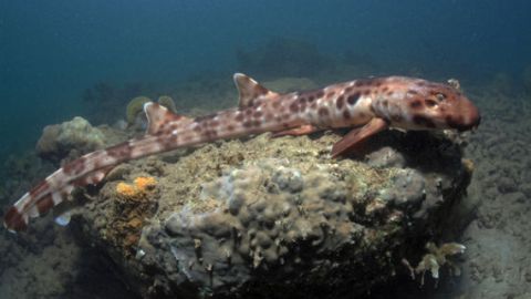 Los científicos indicaron que al  tiburón “caminante” le gusta andar en las aguas profundas y templadas del Ecuador en busca de alimento.
