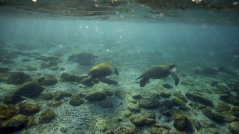 El aumento de tortugas verdes en Florida comenzó a verse a finales de la década de 1970.