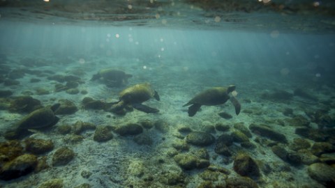 El aumento de tortugas verdes en Florida comenzó a verse a finales de la década de 1970.