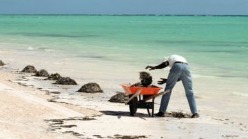 La organización Internacional Coastal Cleanup (ICC) promueve la iniciativa de limpieza en más de 100 países.