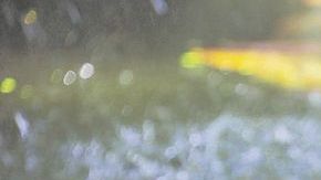 Los cocodrilos miden entre 0.5 a 3 metros de largo.