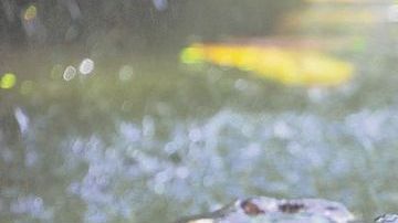 Los cocodrilos miden entre 0.5 a 3 metros de largo.