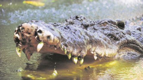 Los cocodrilos miden entre 0.5 a 3 metros de largo.
