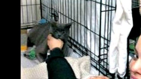 Johanna García estudia veterinaria para servir aún más a los animales, sobre todo a los gatos.