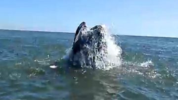 Esta es una de las ballenas que atrae todas las miradas en Rockaway Beach, Queens.