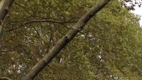 Vista general de los presentes en la Plaza Cadman.