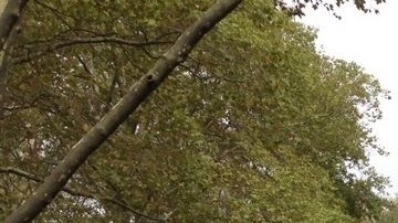 Vista general de los presentes en la Plaza Cadman.