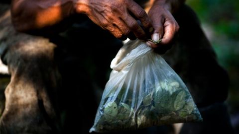 La coca es el sustento de la economía de este distrito predominantemente rural de 40,000 habitantes.