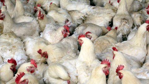 Las autoridades descubrieron que el brote de salmonela surgió con pollos o productos derivados de esta ave de corral.