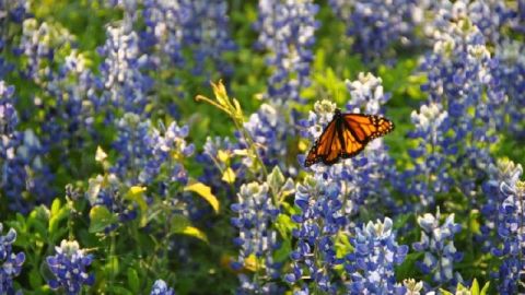 'El vuelo de las monarcas 3D'  es un documental sobre las mariposas monarca que se proyecta en el teatro IMAX en el California Science Center de Los Ángeles hasta el 24 de diciembre.