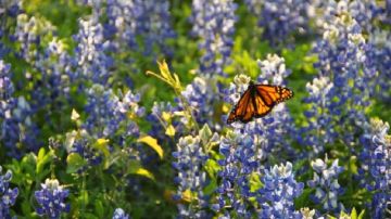 'El vuelo de las monarcas 3D'  es un documental sobre las mariposas monarca que se proyecta en el teatro IMAX en el California Science Center de Los Ángeles hasta el 24 de diciembre.