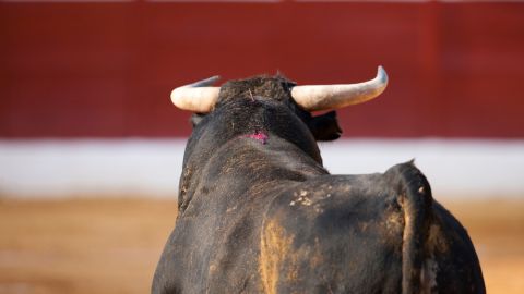Juan Manuel Silis tenía previsto tomar la alternativa en la temporada grande 2013-2014 en la Plaza de Toros México.