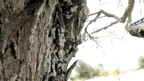 'Lástima que sean ajenas' de Pepe Aguilar ya está disponible en forma física y digital.