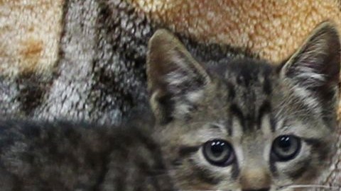 Arthur y August (el negro) tienen que ser adoptados juntos.