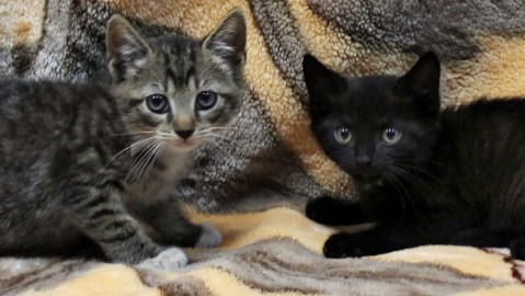 Arthur y August (el negro) tienen que ser adoptados juntos.