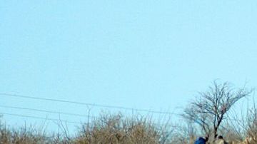 Un grupo de presuntos inmigrantes camina de regreso a México con su guía, después de ver a la Patrulla Fronteriza de los EEUU en la frontera Arizona-México en Sasabe, Arizona.