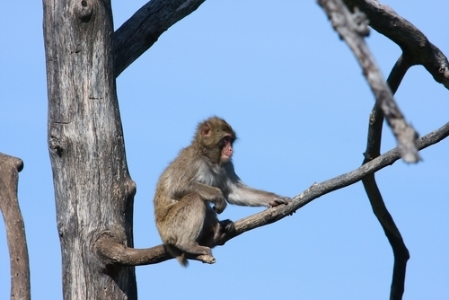 Autoridades en red ilegal venta de monos - Diario NY