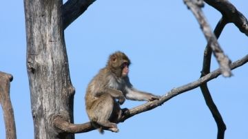 En Florida es requisito tener una licencia especial para la posesión, exhibición o venta de monos.