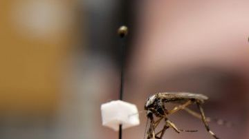 Epidemiólogos cubanos, asisten a sus coloegas nicaragüenses para combatir el dengue.